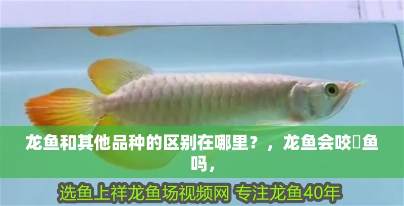 龍魚和其他品種的區別在哪里？，龍魚會咬魟魚嗎，