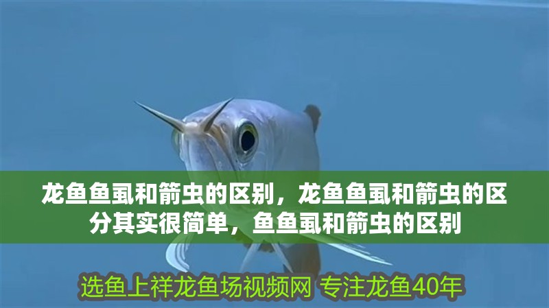 龍魚魚虱和箭蟲的區(qū)別，龍魚魚虱和箭蟲的區(qū)分其實很簡單，魚魚虱和箭蟲的區(qū)別