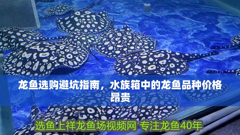 龍魚選購避坑指南，水族箱中的龍魚品種價格昂貴