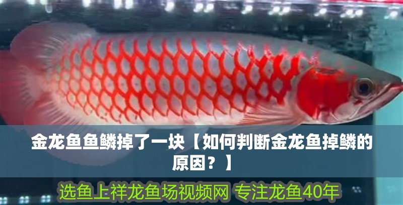 金龍魚魚鱗掉了一塊【如何判斷金龍魚掉鱗的原因？】