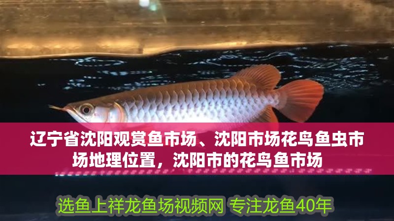 遼寧省沈陽觀賞魚市場、沈陽市場花鳥魚蟲市場地理位置，沈陽市的花鳥魚市場