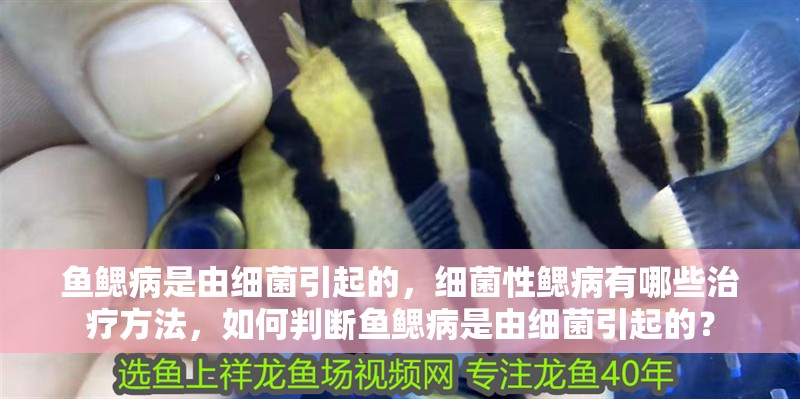 魚鰓病是由細菌引起的，細菌性鰓病有哪些治療方法，如何判斷魚鰓病是由細菌引起的？