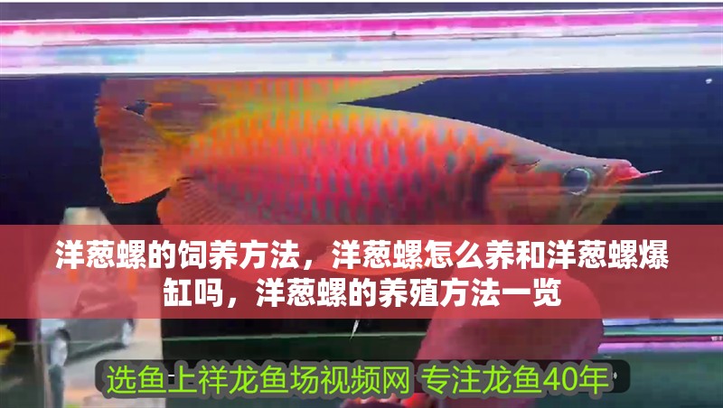 洋蔥螺的飼養(yǎng)方法，洋蔥螺怎么養(yǎng)和洋蔥螺爆缸嗎，洋蔥螺的養(yǎng)殖方法一覽