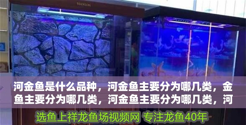 河金魚是什么品種，河金魚主要分為哪幾類，金魚主要分為哪幾類，河金魚主要分為哪幾類，河金魚是什么品種