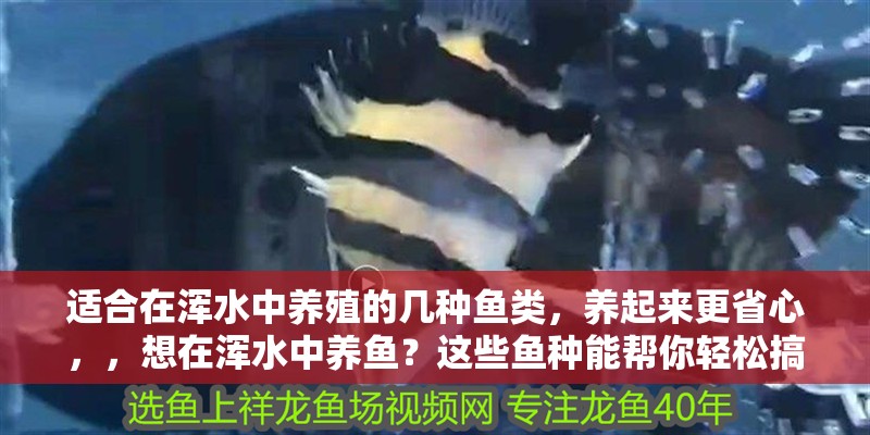 適合在渾水中養殖的幾種魚類，養起來更省心，，想在渾水中養魚？這些魚種能幫你輕松搞定！