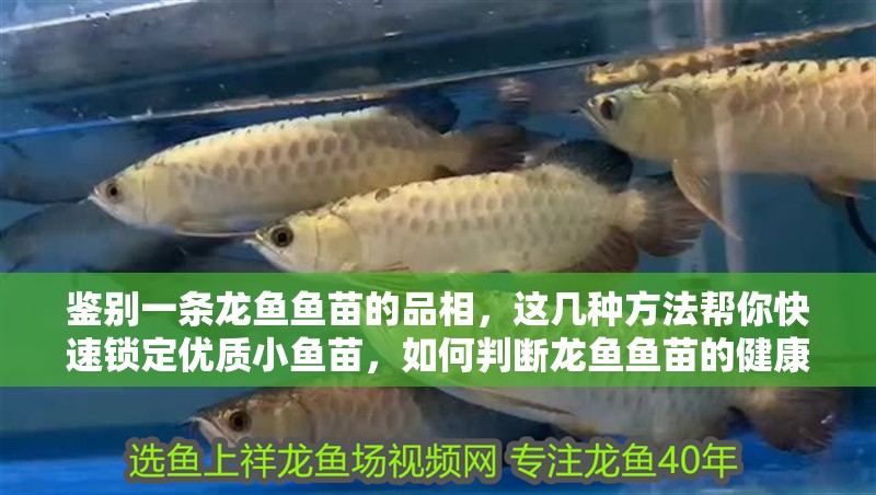 鑒別一條龍魚魚苗的品相，這幾種方法幫你快速鎖定優質小魚苗，如何判斷龍魚魚苗的健康狀況