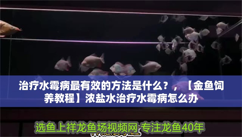 治療水霉病最有效的方法是什么？，【金魚飼養教程】濃鹽水治療水霉病怎么辦