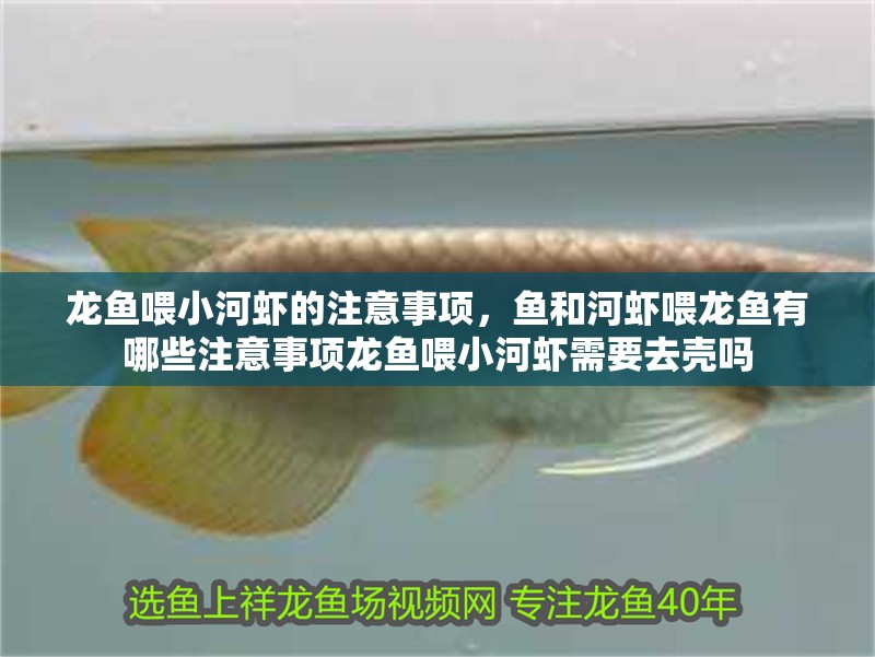 龍魚喂<strong><mark>小河</mark></strong>蝦的注意事項，魚和河蝦喂龍魚有哪些注意事項龍魚喂<strong><mark>小河</mark></strong>蝦需要去殼嗎