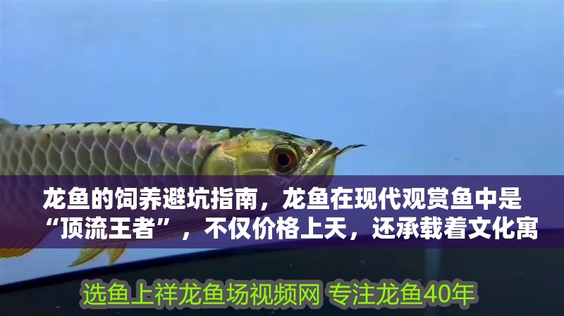龍魚的飼養(yǎng)避坑指南，龍魚在現(xiàn)代觀賞魚中是“頂流王者”，不僅價格上天，還承載著文化寓意