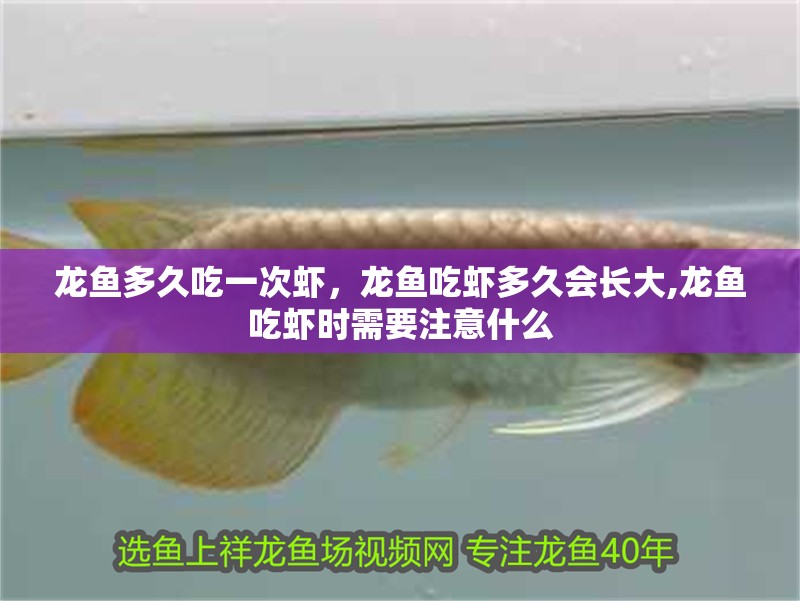 龍魚多久吃一次蝦，龍魚吃蝦多久會長大,龍魚吃蝦時需要注意什么