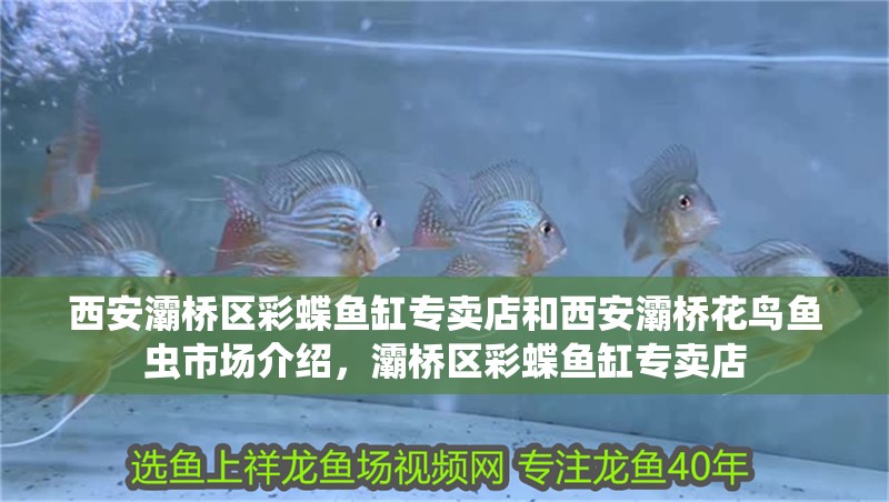 西安灞橋區彩蝶魚缸專賣店和西安灞橋花鳥魚蟲市場介紹，灞橋區彩蝶魚缸專賣店
