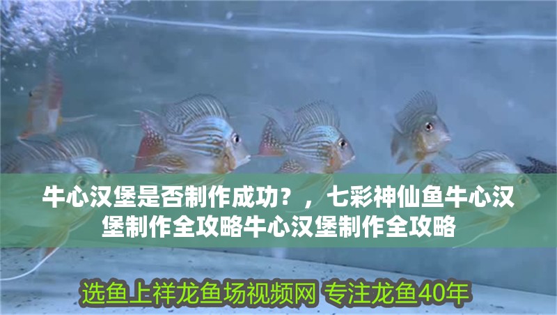 牛心漢堡是否制作成功？，七彩神仙魚牛心漢堡制作全攻略牛心漢堡制作全攻略
