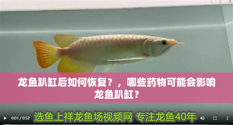 龍魚趴缸后如何恢復？，哪些藥物可能會影響龍魚趴缸？