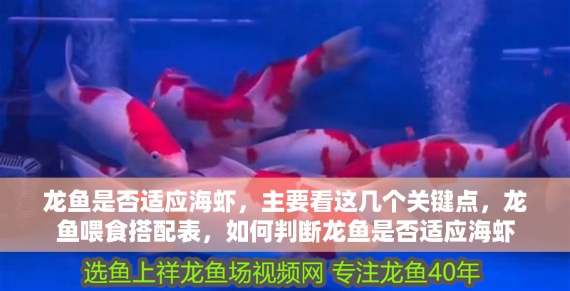 龍魚是否適應海蝦，主要看這幾個關(guān)鍵點，龍魚喂食搭配表，如何判斷龍魚是否適應海蝦