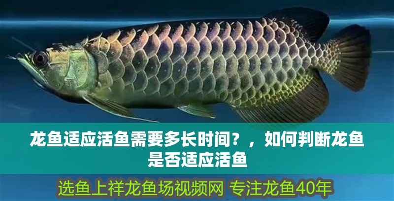 龍魚適應活魚需要多長時間？，如何判斷龍魚是否適應活魚