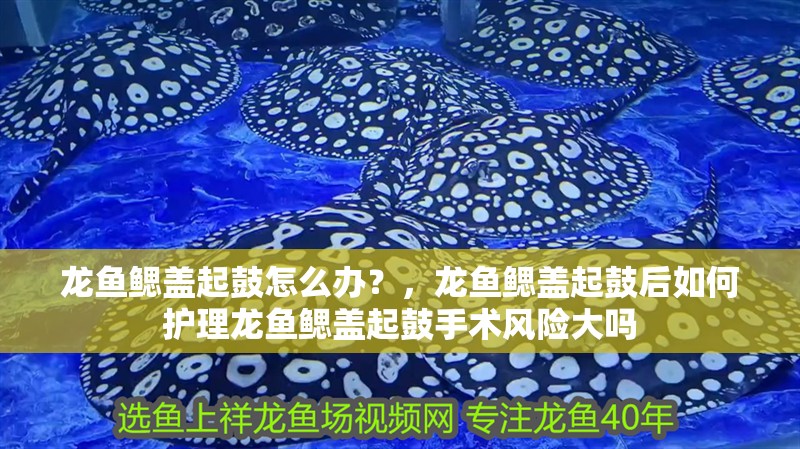 龍魚鰓蓋起鼓怎么辦？，龍魚鰓蓋起鼓后如何護理龍魚鰓蓋起鼓手術風險大嗎