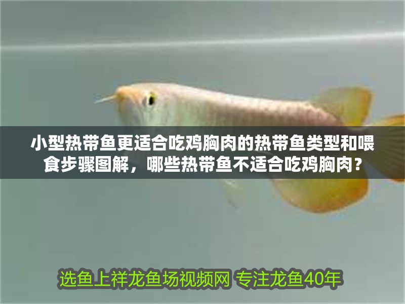 小型熱帶魚更適合吃雞胸肉的熱帶魚類型和喂食步驟圖解，哪些熱帶魚不適合吃雞胸肉？