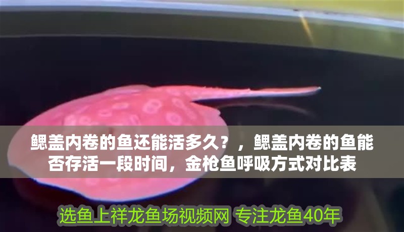 鰓蓋內卷的魚還能活多久？，鰓蓋內卷的魚能否存活一段時間，金槍魚呼吸方式對比表