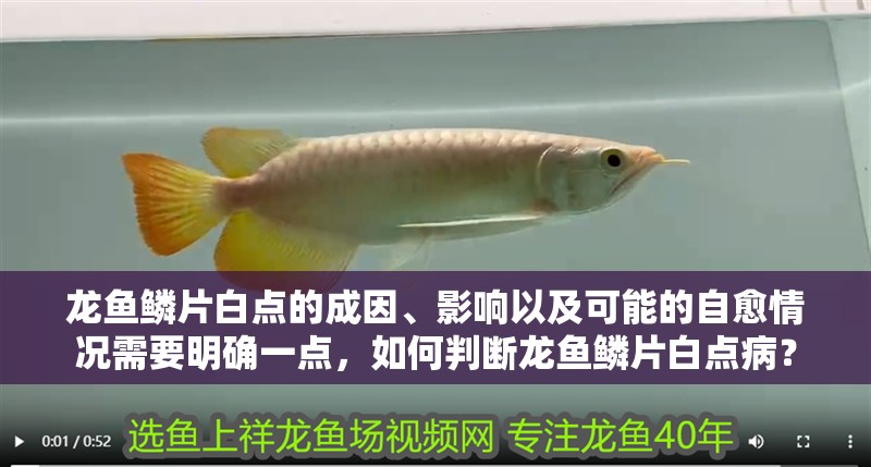 龍魚鱗片白點的成因、影響以及可能的自愈情況需要明確一點，如何判斷龍魚鱗片白點病？