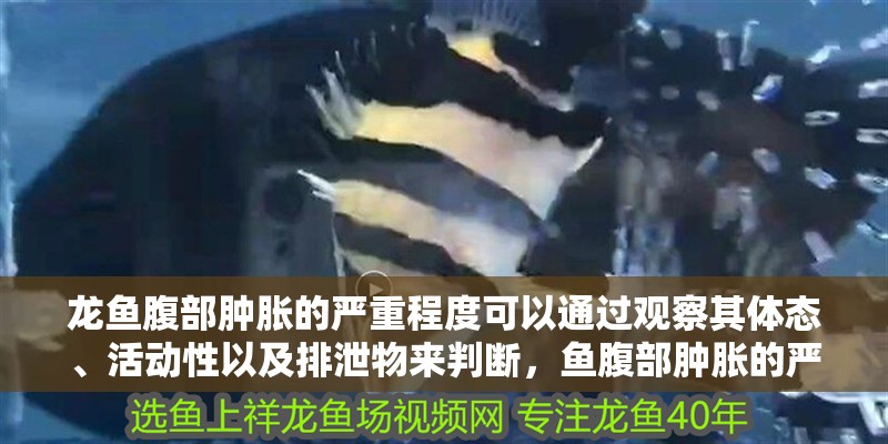 龍魚腹部腫脹的嚴重程度可以通過觀察其體態、活動性以及排泄物來判斷，魚腹部腫脹的嚴重程度可以通過觀察其體態、活動性以及排泄物來判斷