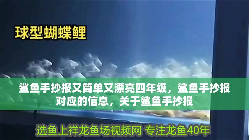 鯊魚手抄報又簡單又漂亮四年級，鯊魚手抄報對應的信息，關于鯊魚手抄報