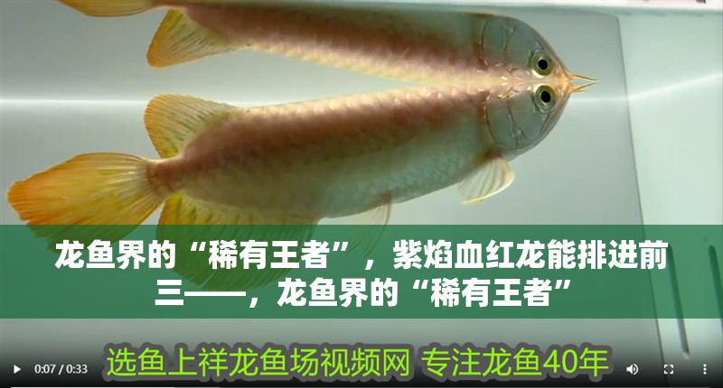 龍魚界的“稀有王者”，紫焰血紅龍能排進前三——，龍魚界的“稀有王者”