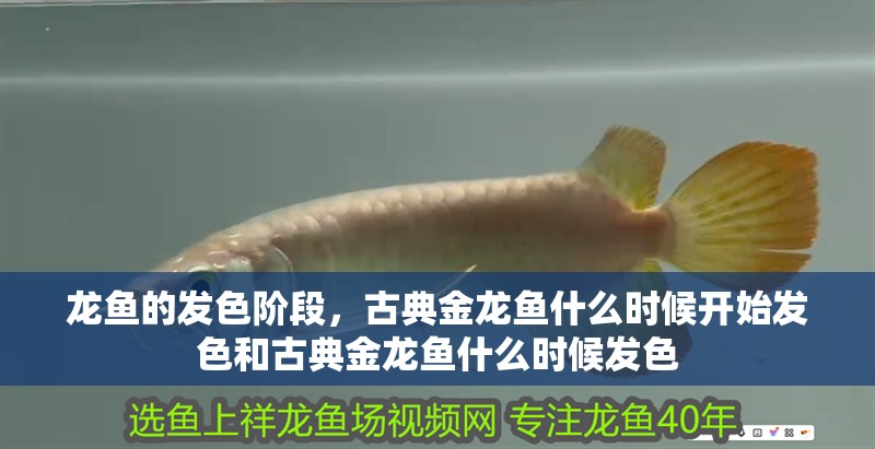 龍魚的發色階段，古典金龍魚什么時候開始發色和古典金龍魚什么時候發色