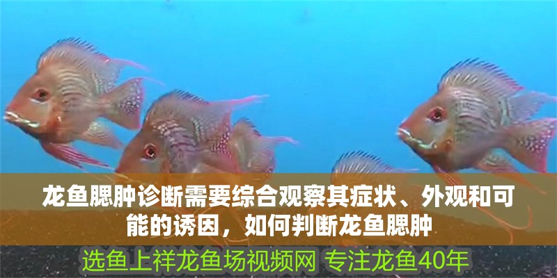 龍魚腮腫診斷需要綜合觀察其癥狀、外觀和可能的誘因，如何判斷龍魚腮腫