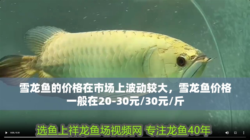 雪龍魚的價格在市場上波動較大，雪龍魚價格一般在20-30元/30元/斤