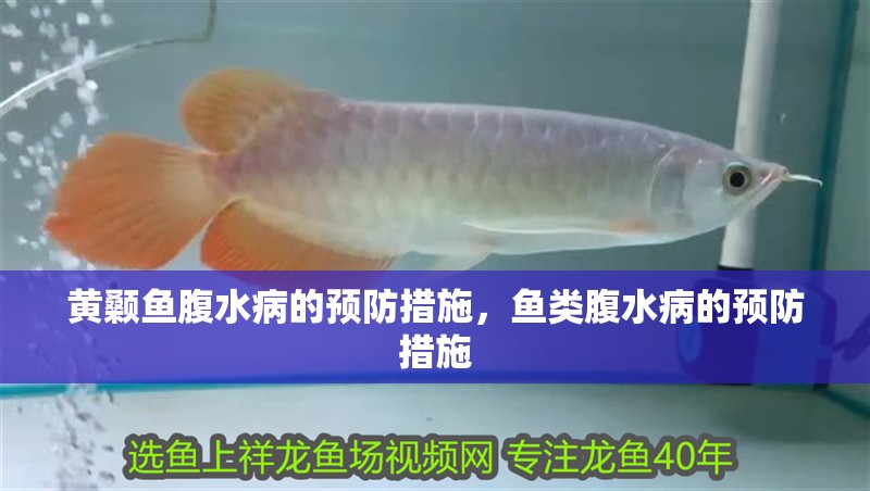 黃顙魚腹水病的預防措施，魚類腹水病的預防措施
