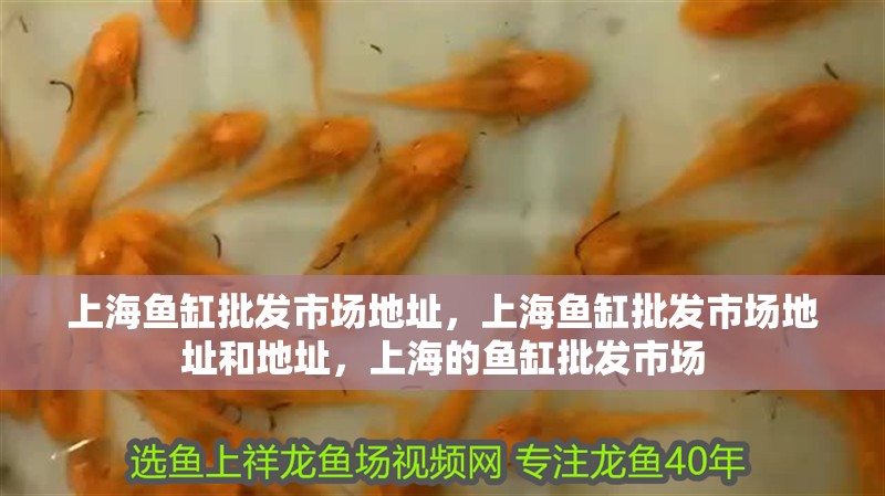 上海魚缸批發(fā)市場地址，上海魚缸批發(fā)市場地址和地址，上海的魚缸批發(fā)市場