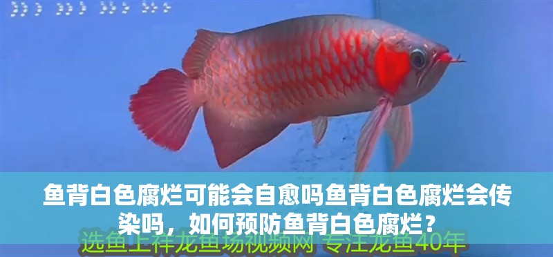魚背白色腐爛可能會(huì)自愈嗎魚背白色腐爛會(huì)傳染嗎，如何預(yù)防魚背白色腐爛？