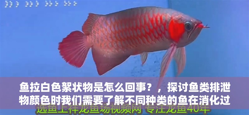 魚拉白色絮狀物是怎么回事？，探討魚類排泄物顏色時我們需要了解不同種類的魚在消化過程中會產生不同的廢物