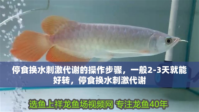 停食換水刺激代謝的操作步驟，一般2-3天就能好轉，停食換水刺激代謝