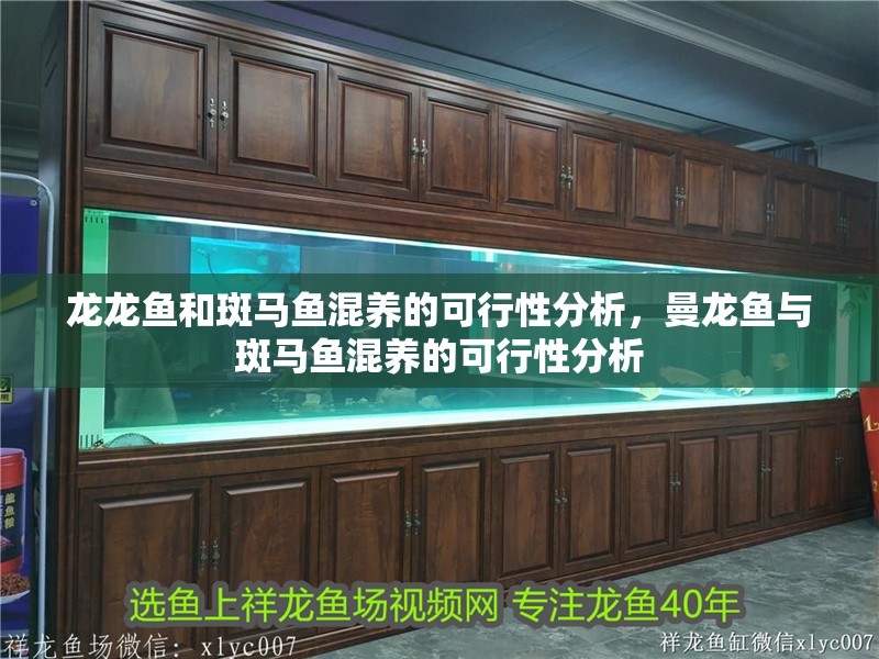 龍龍魚和斑馬魚混養的可行性分析，曼龍魚與斑馬魚混養的可行性分析