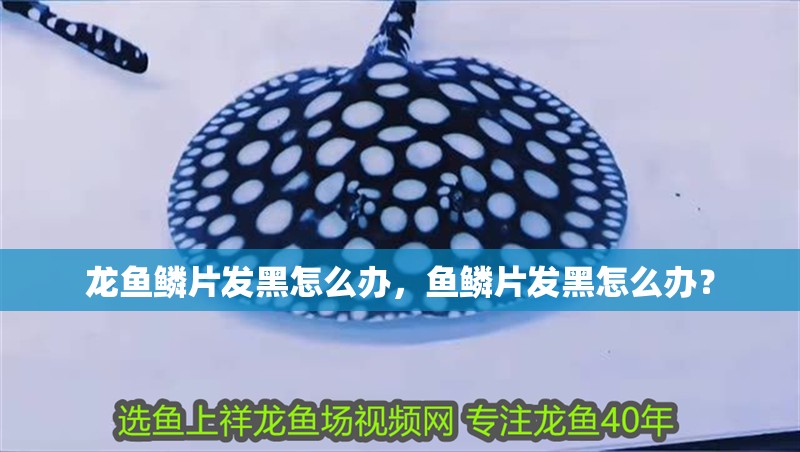 龍魚鱗片發黑怎么辦，魚鱗片發黑怎么辦？
