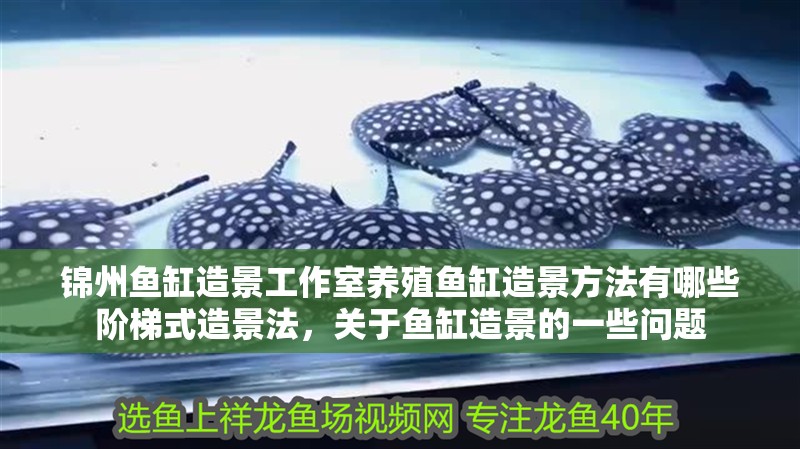 錦州魚缸造景工作室養殖魚缸造景方法有哪些階梯式造景法，關于魚缸造景的一些問題