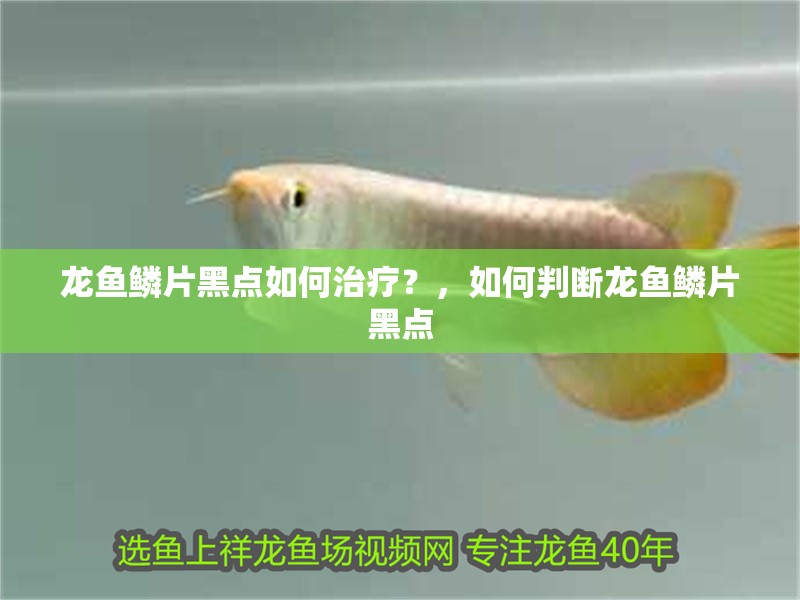 龍魚(yú)鱗片黑點(diǎn)如何治療？，如何判斷龍魚(yú)鱗片黑點(diǎn)