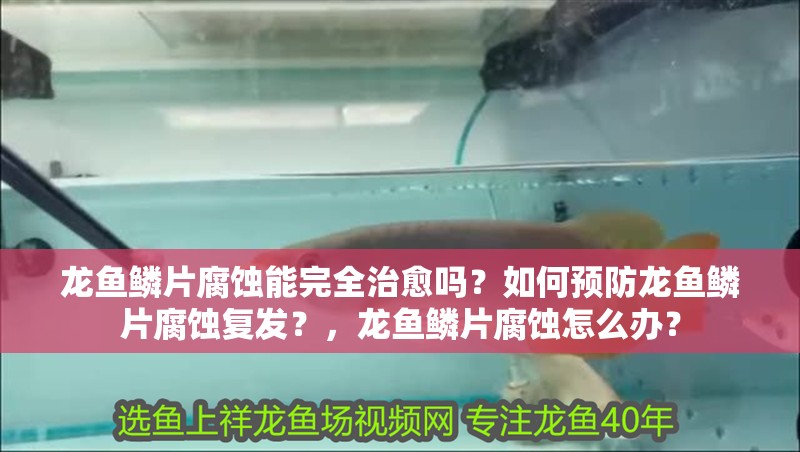 龍魚鱗片腐蝕能完全治愈嗎？如何預防龍魚鱗片腐蝕復發？，龍魚鱗片腐蝕怎么辦？