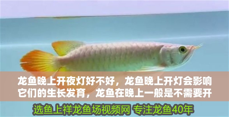 龍魚晚上開夜燈好不好，龍魚晚上開燈會影響它們的生長發育，龍魚在晚上一般是不需要開燈的