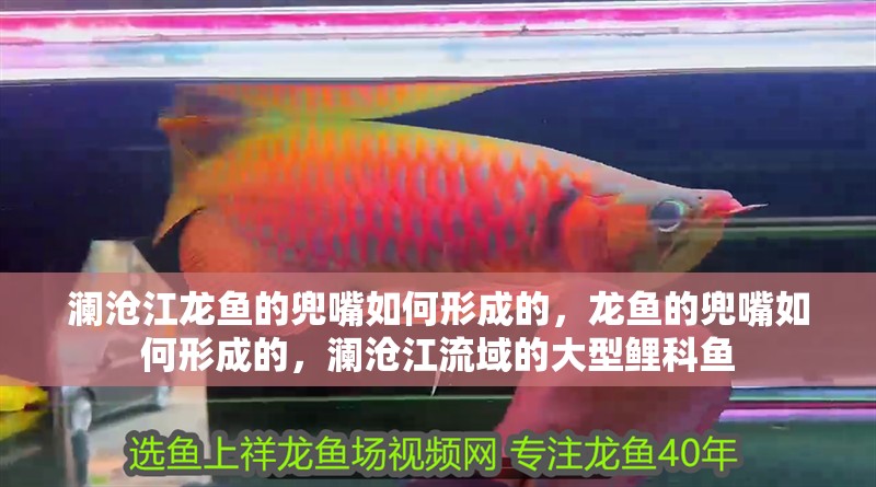 瀾滄江龍魚(yú)的兜嘴如何形成的，龍魚(yú)的兜嘴如何形成的，瀾滄江流域的大型鯉科魚(yú)