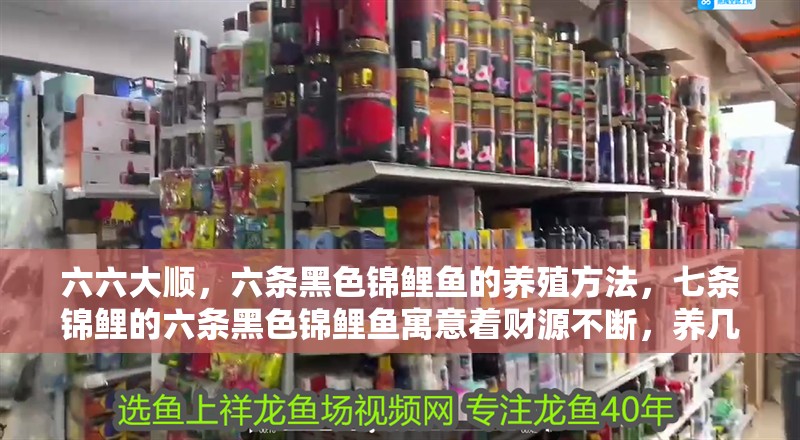 六六大順，六條黑色錦鯉魚(yú)的養(yǎng)殖方法，七條錦鯉的六條黑色錦鯉魚(yú)寓意著財(cái)源不斷，養(yǎng)幾條好