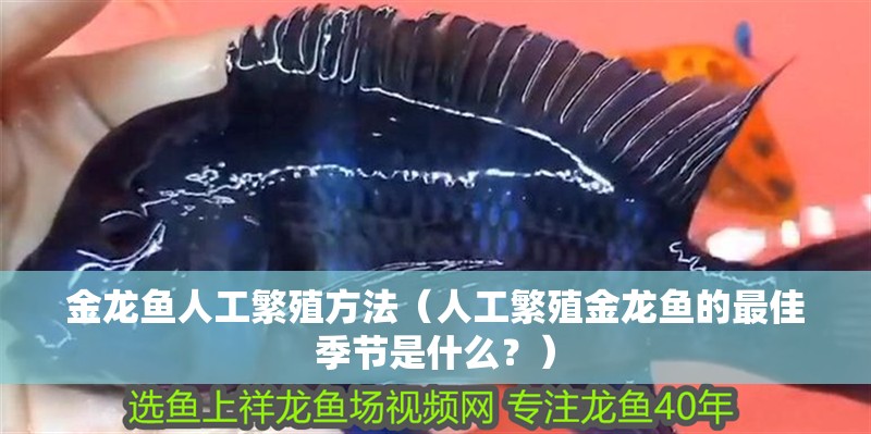 金龍魚人工繁殖方法（人工繁殖金龍魚的最佳季節(jié)是什么？）