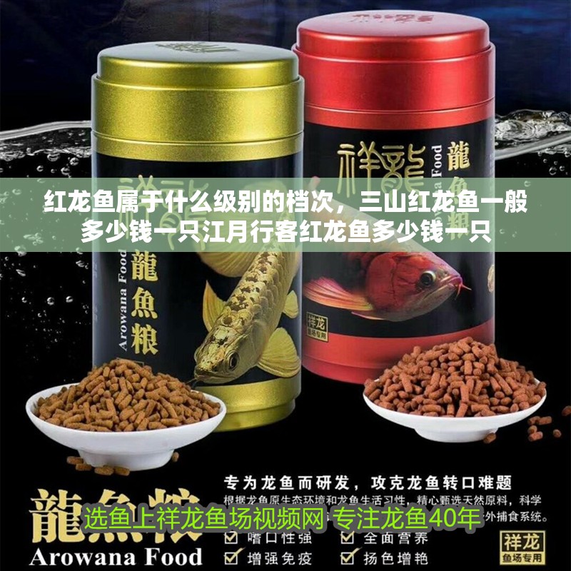 紅龍魚屬于什么級(jí)別的檔次，三山紅龍魚一般多少錢一只江月行客紅龍魚多少錢一只