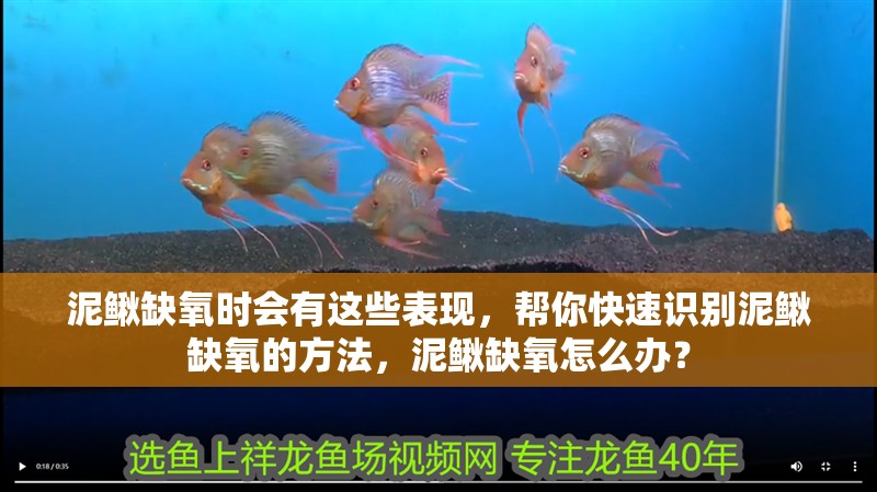泥鰍缺氧時會有這些表現，幫你快速識別泥鰍缺氧的方法，泥鰍缺氧怎么辦？