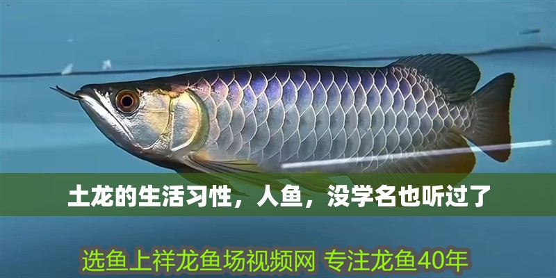 土龍的生活習(xí)性，人魚，沒學(xué)名也聽過了