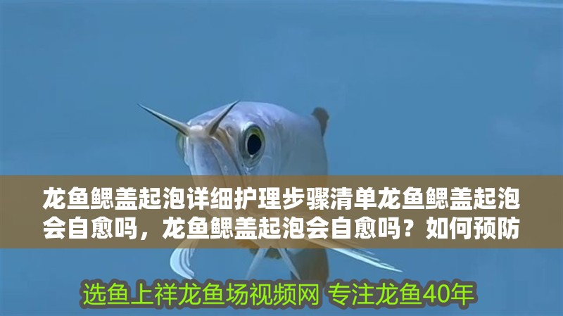 龍魚鰓蓋起泡詳細護理步驟清單龍魚鰓蓋起泡會自愈嗎，龍魚鰓蓋起泡會自愈嗎？如何預防龍魚鰓蓋起泡？