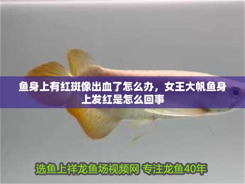 魚身上有紅斑像出血了怎么辦，女王大帆魚身上發紅是怎么回事