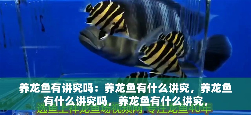 養(yǎng)龍魚有講究嗎：養(yǎng)龍魚有什么講究，養(yǎng)龍魚有什么講究嗎，養(yǎng)龍魚有什么講究，
