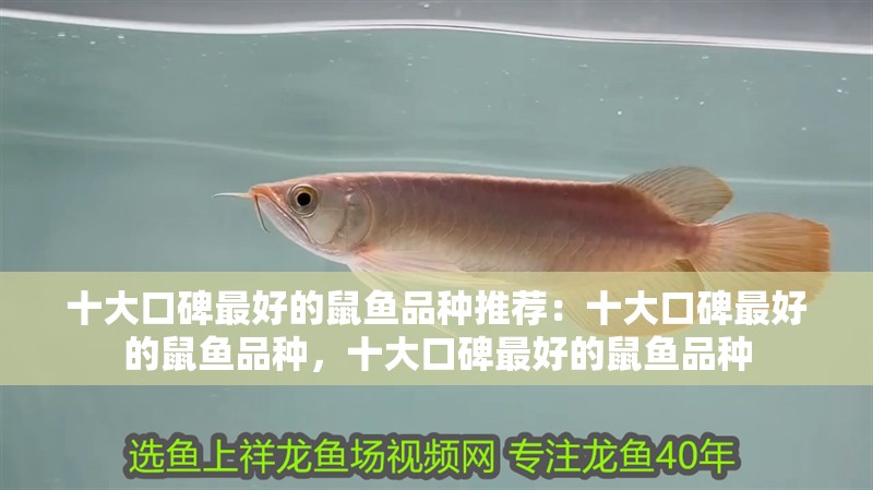 十大口碑最好的鼠魚品種推薦：十大口碑最好的鼠魚品種，十大口碑最好的鼠魚品種
